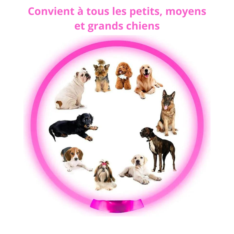 Collier lumineux pour Chiens