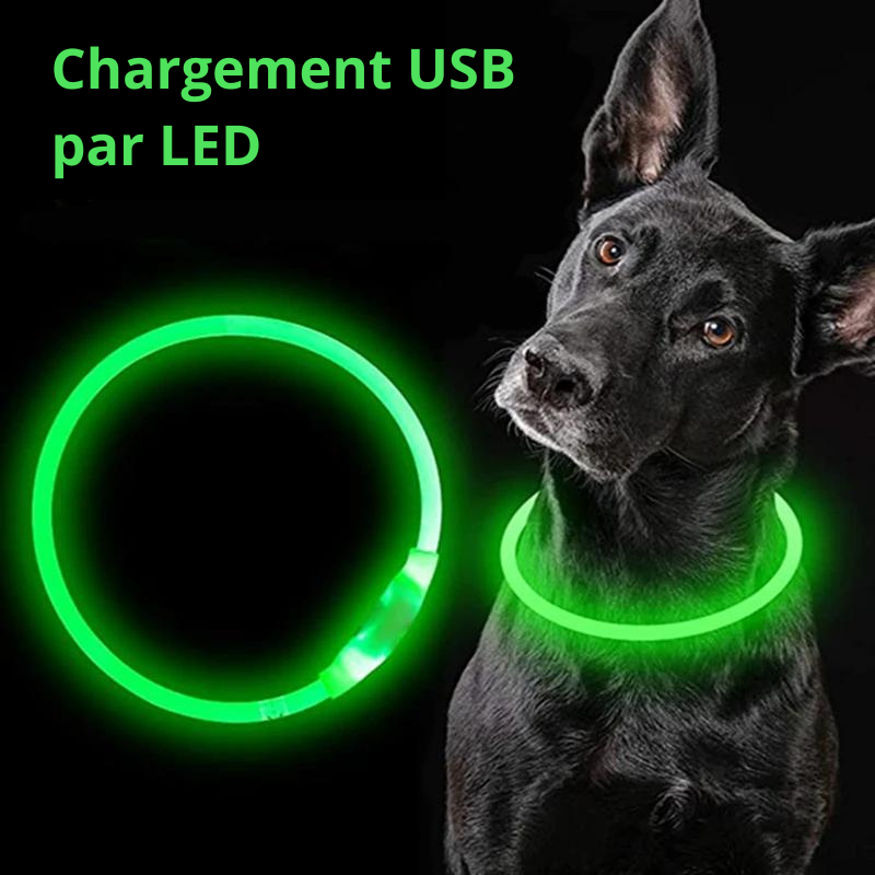 Collier lumineux pour Chiens