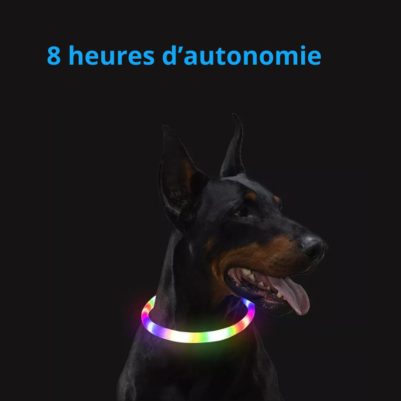 Collier lumineux pour Chiens