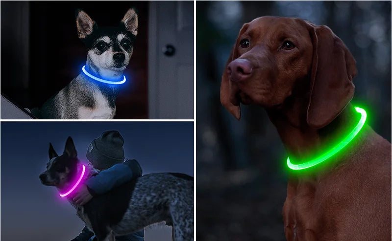 Collier lumineux pour Chiens