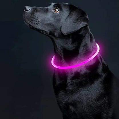 Collier lumineux pour Chiens